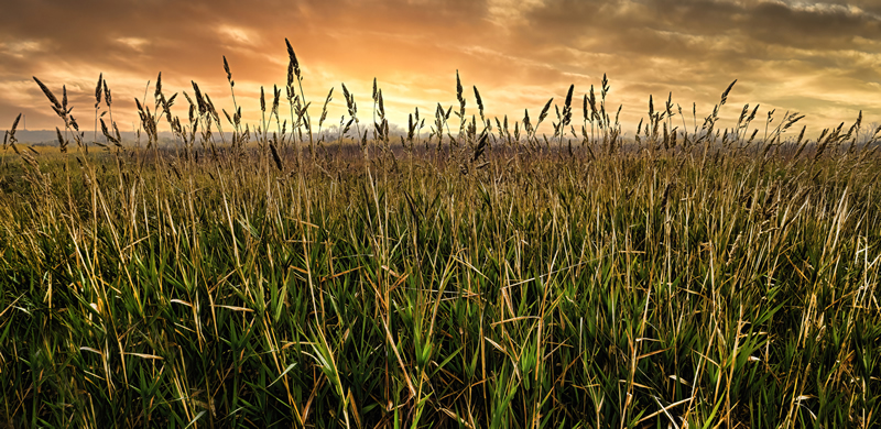 Grasses by Pat Stone